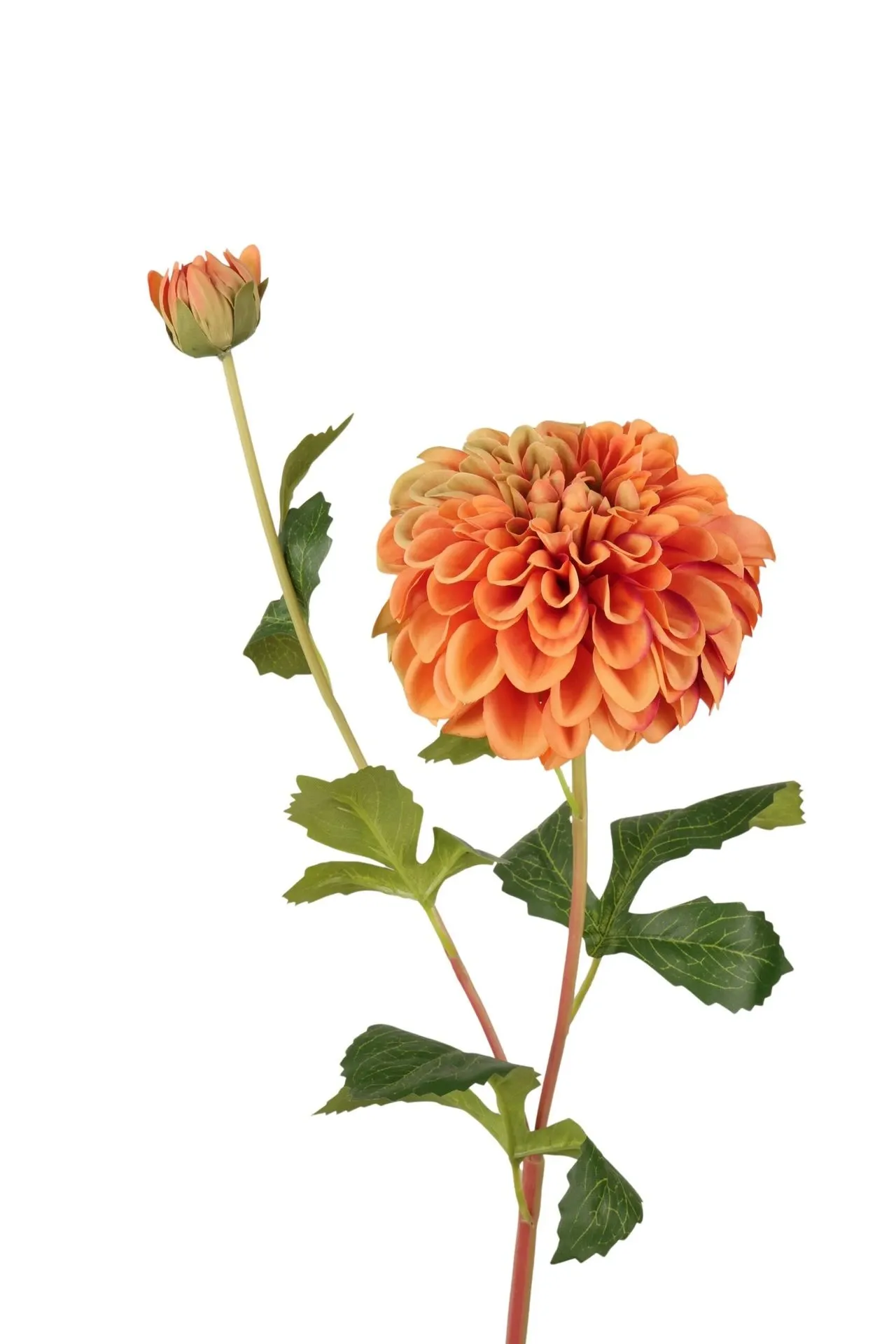 Dahlia bloem